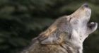 Wolves prefer fish over steak