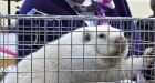 Wiarton Willie readies for his annual close-up