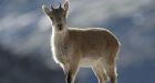 Extinct ibex is resurrected by cloning