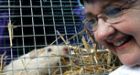 Six more weeks of winter, groundhogs say