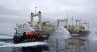 Whalers Violently Defend Their Illegal Whaling Operations