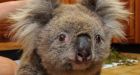 Koala saved from Australia wildfires recovering, bonding with fellow survivor