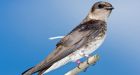 Scientists flabbergasted by speedy birds