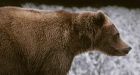 Arctic scientists, hunters meet to discuss harmful research methods