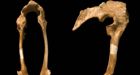 Scientists uncover ankle-biter size dinosaur