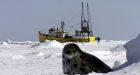 European vote brings new focus to seal hunt