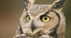 Donations of dead rodents keeping injured owl alive at B.C. vet clinic