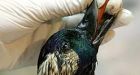 Syncrude Canada says duck death toll last spring was three times original estimate