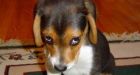 Jail term sought for puppy abuse