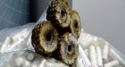 Cocaine-stuffed pineapples seized