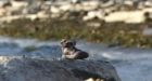 Children's shoes containing bones found on B.C. beach