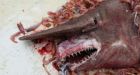 Goblin shark, rare deep-water species, caught off U.S. coast