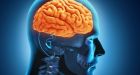 Young blood reverses some impacts of aging in mice