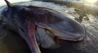 Sperm whale carcass ad yanked from eBay site