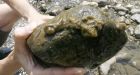 Rock snot's not an invasive species, but sign of changing environment: study