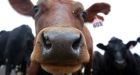 Coca-Cola gets into milk business with Fairlife brand