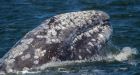 Grey whale's record migration may reveal bad news