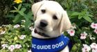 Updated Guide Dog and Service Dog Act targets fraudulent pooches